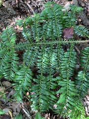 Araucaria