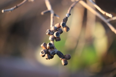 Eucalyptus utilis