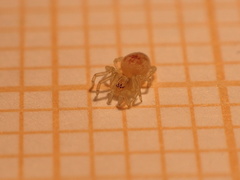 Nigma puella