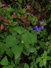 Salvia mocinoi