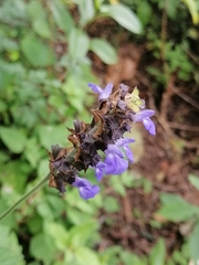 Salvia mocinoi
