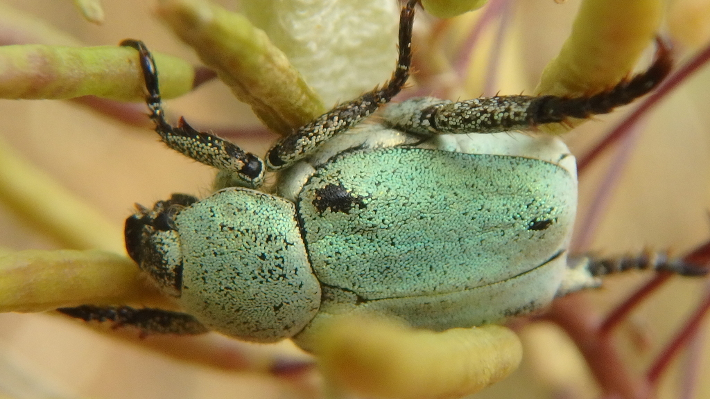 Hoplia ciscaucasica