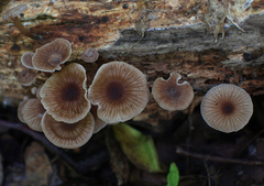 Gymnopus foetidus
