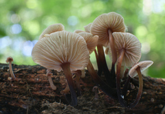 Gymnopus foetidus