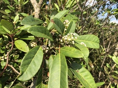 Daphniphyllum calycinum
