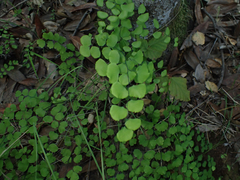 Adiantum jordanii image