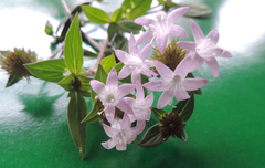 Richardia grandiflora