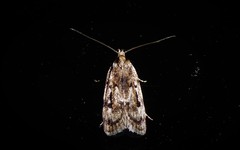 Barea exarcha