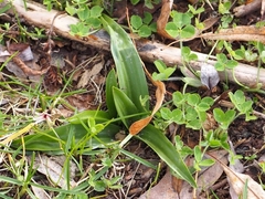 Himantoglossum hircinum