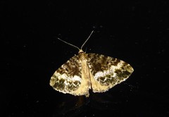 Pseudocoremia lactiflua