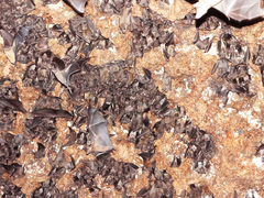 Rousettus aegyptiacus