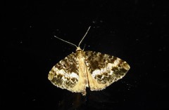 Pseudocoremia lactiflua