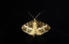 Pseudocoremia lactiflua