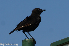 Myrmecocichla aethiops