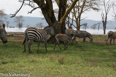 Equus quagga boehmi