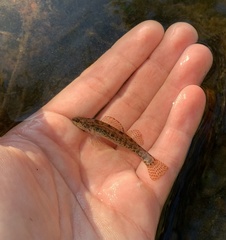 Swamp Darter photo 4