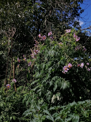 Dahlia tenuicaulis (Dahlia tenuicaulis)