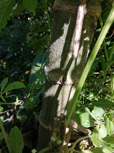 Dahlia tenuicaulis, photograph 4