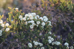 Melaleuca pauperiflora mutica