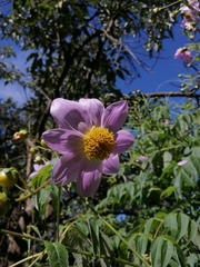 Dahlia tenuicaulis