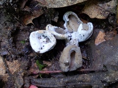 Hypomyces cervinus