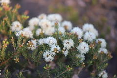 Melaleuca pauperiflora mutica