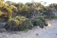 Melaleuca pauperiflora mutica