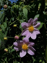 Dahlia tenuicaulis