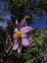Dahlia tenuicaulis