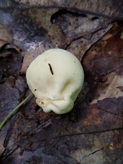 Lycoperdon flavotinctum