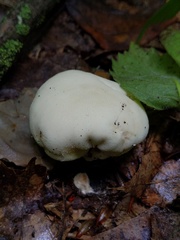Lycoperdon flavotinctum