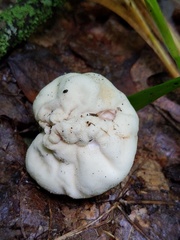 Lycoperdon flavotinctum