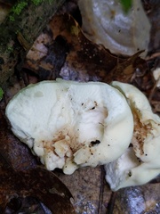 Lycoperdon flavotinctum