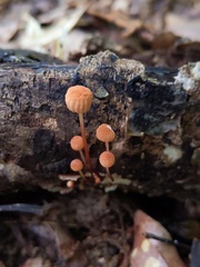 Marasmius fulvoferrugineus