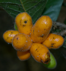 Meiogyne heteropetala