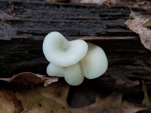Crepidotus applanatus