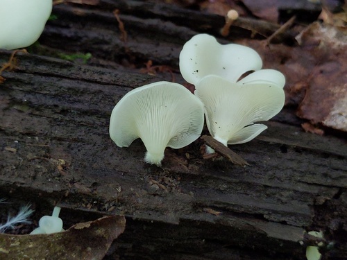 Crepidotus applanatus (Photo 2 of 5)