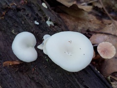 Crepidotus nyssicola