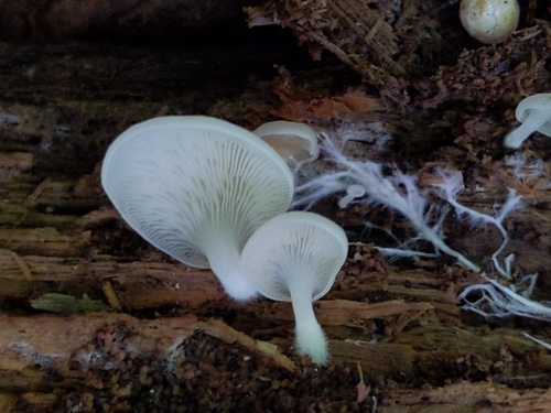 Crepidotus applanatus (Photo 4 of 5)