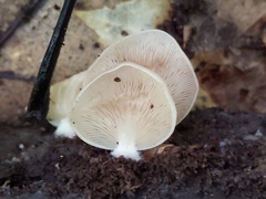 Crepidotus nyssicola
