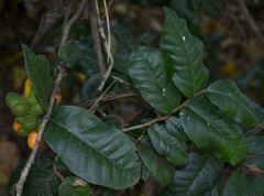 Meiogyne heteropetala