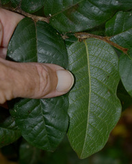 Meiogyne heteropetala
