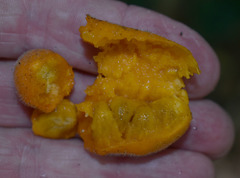 Meiogyne heteropetala