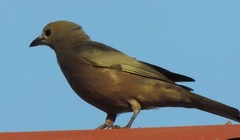 Thraupis palmarum palmarum