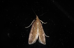 Eudonia octophora
