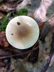 Amanita solaniolens