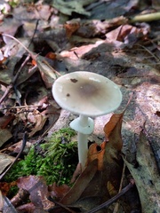 Amanita solaniolens