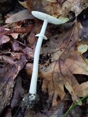 Amanita solaniolens