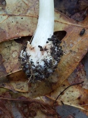 Amanita solaniolens