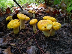 Cantharellus phasmatis